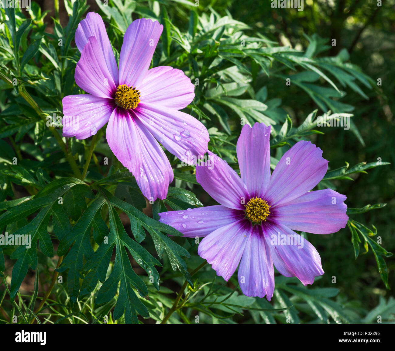 Originariamente dal Messico Cosmos fiori ora vengono in una varietà di forme e di colori e i fiori durano fino a quando il primo gelo. Foto Stock