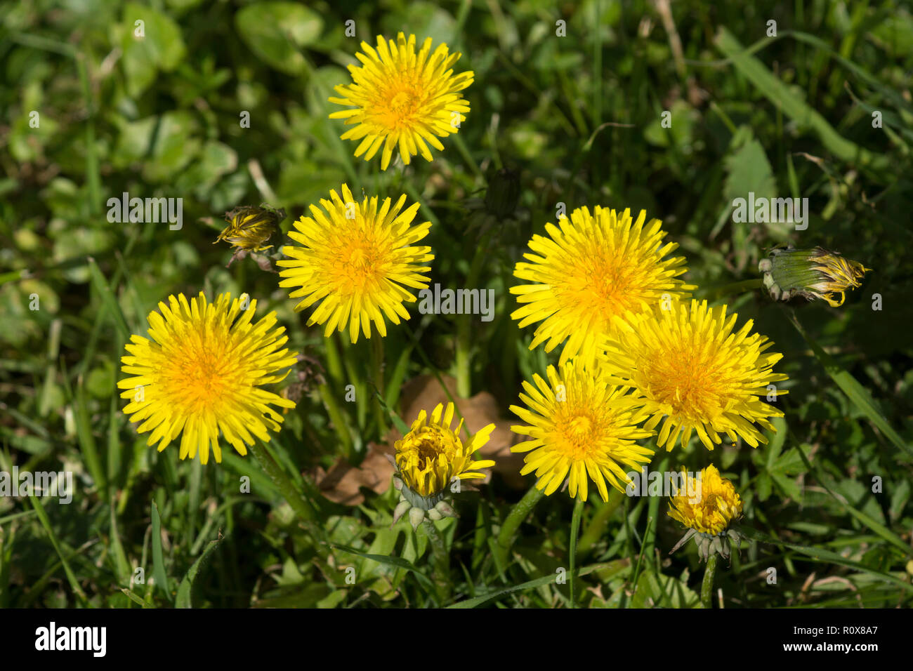 Il tarassaco (Taraxacum officinale ) è stato utilizzato come erba medicinale almeno dal xi centuuy. Foto Stock