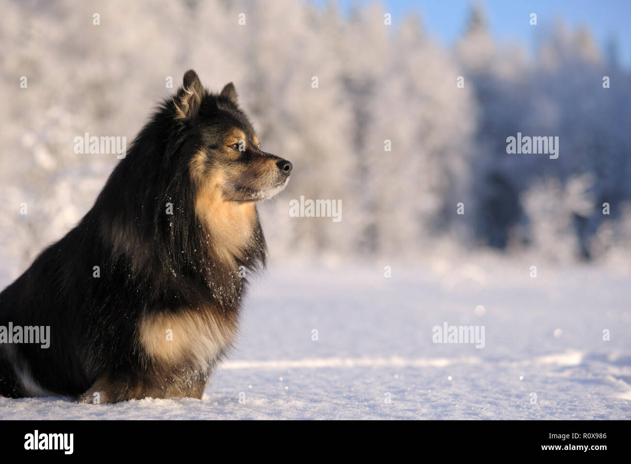 Lapphund finlandese nel paesaggio innevato. Foto Stock