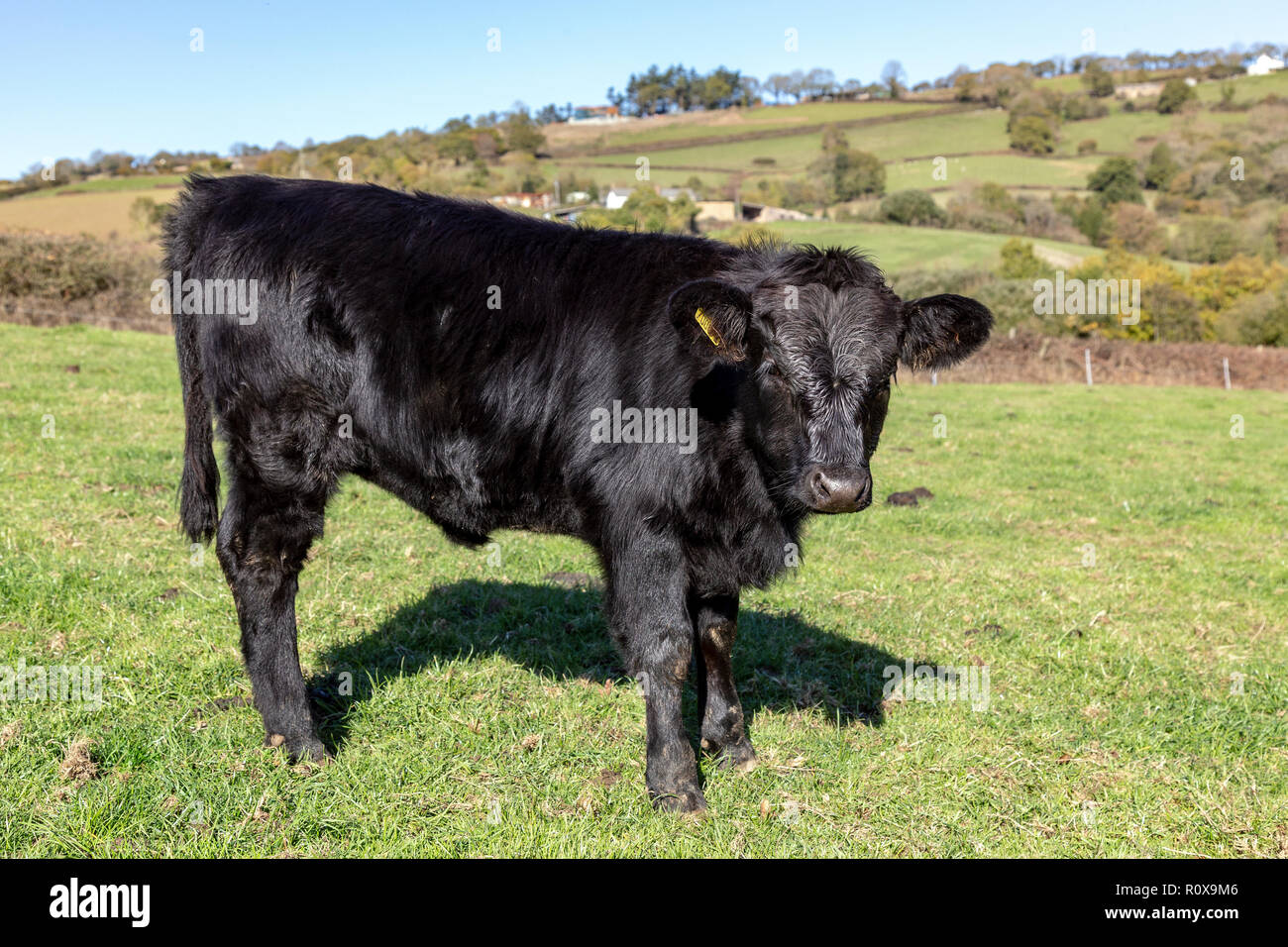 Dexter Bull - animale, bovini, agricoltura, animale, il comportamento di animali, carni bovine, marrone, mucca, prodotto caseario, Inghilterra, Europa, Azienda agricola, campo orizzontale, cornuto, Foto Stock