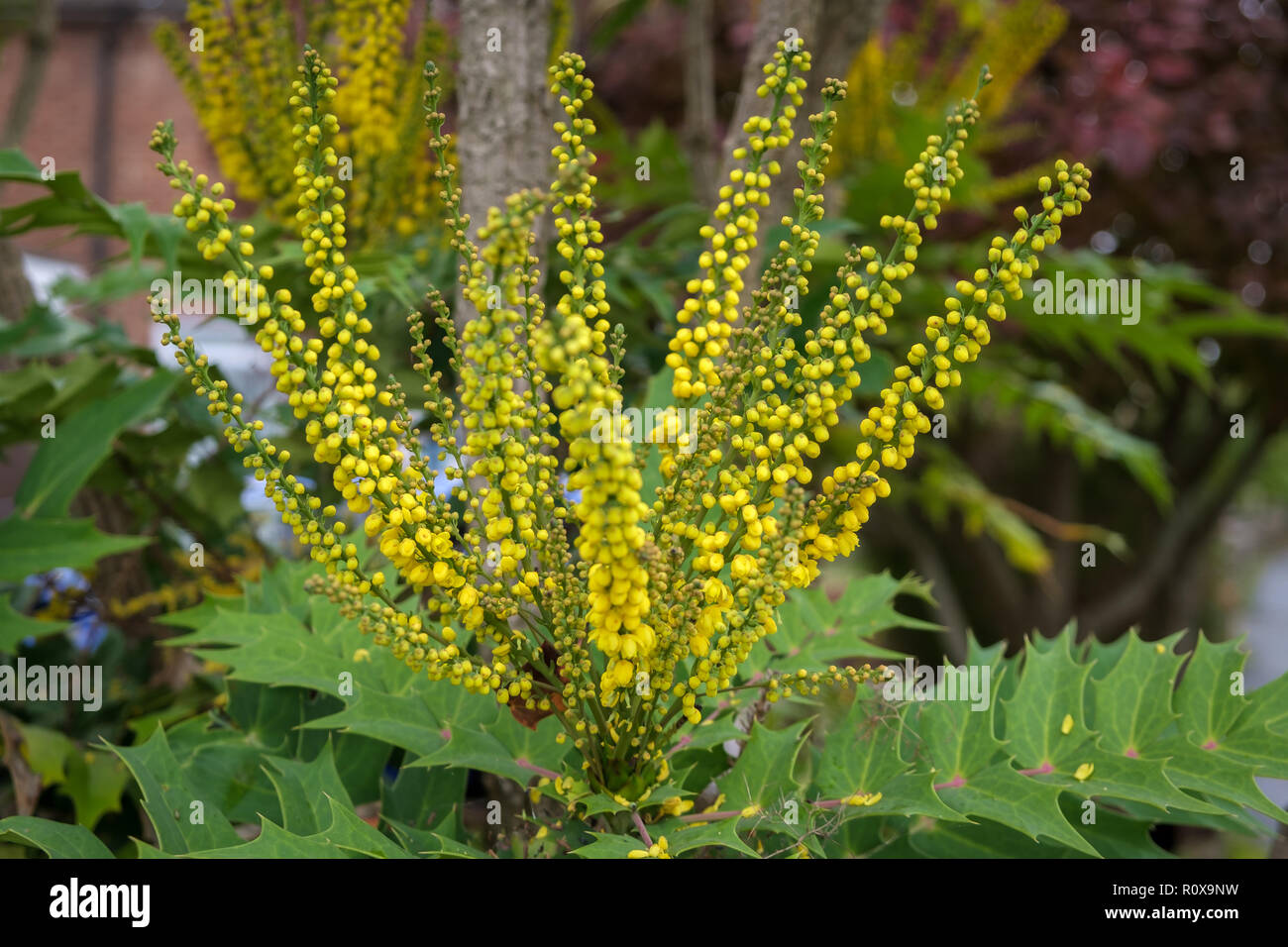 Mahonia x media carità fioritura in autunno in East Grinstead Foto Stock