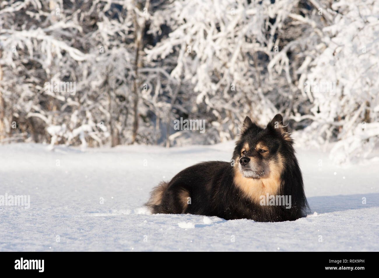 Lapphund finlandese nel paesaggio innevato. Foto Stock