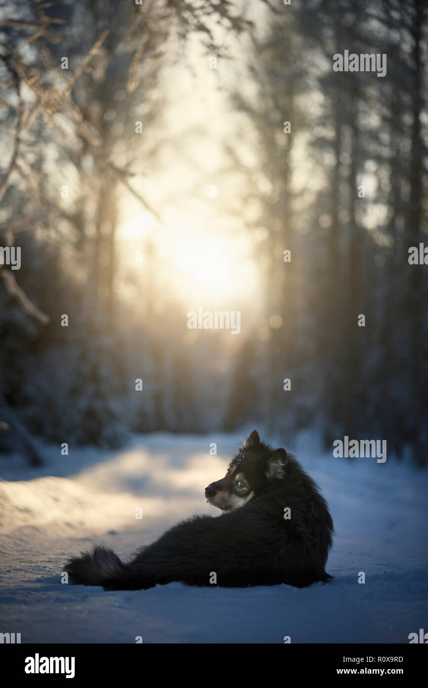 Lapphund finlandese nel paesaggio innevato guardando la fotocamera. Foto Stock