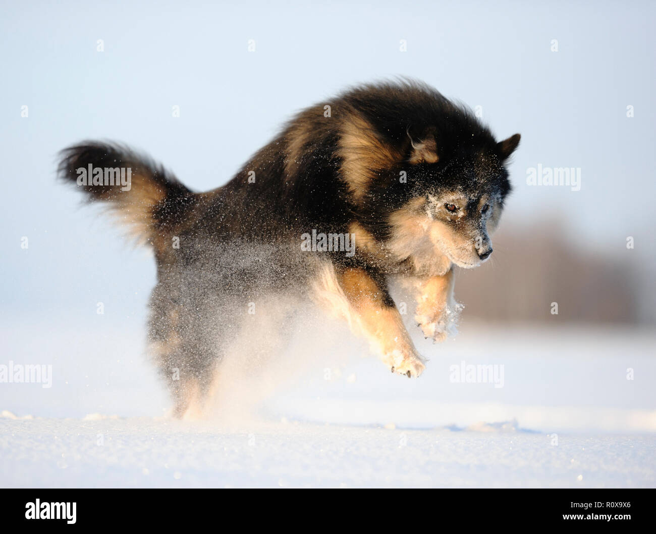 Lapphund finlandese giocando nel paesaggio innevato. Foto Stock