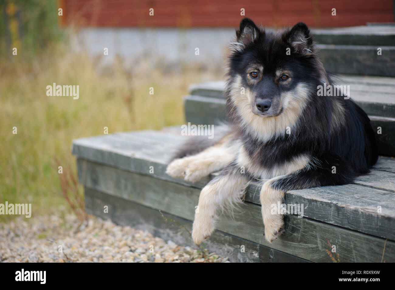 Ritratto di un Lapphund finlandese Foto Stock