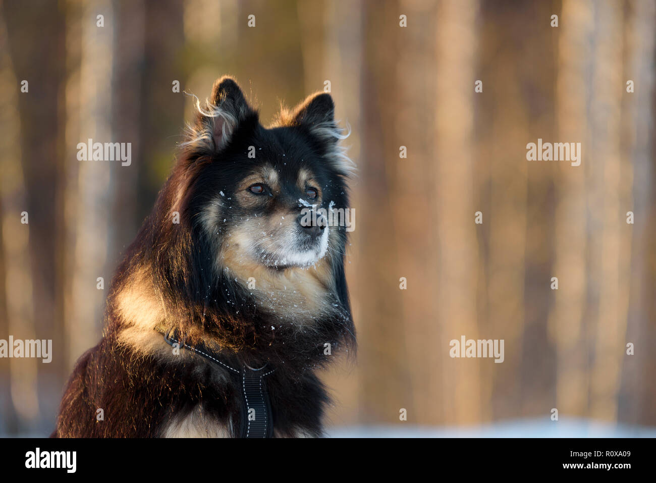 Ritratto di un Lapphund finlandese. Messa a fuoco selettiva e profondità di campo. Foto Stock