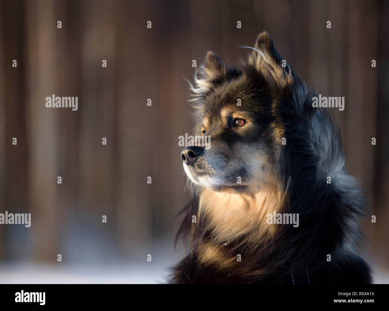 Ritratto di un Lapphund finlandese Foto Stock