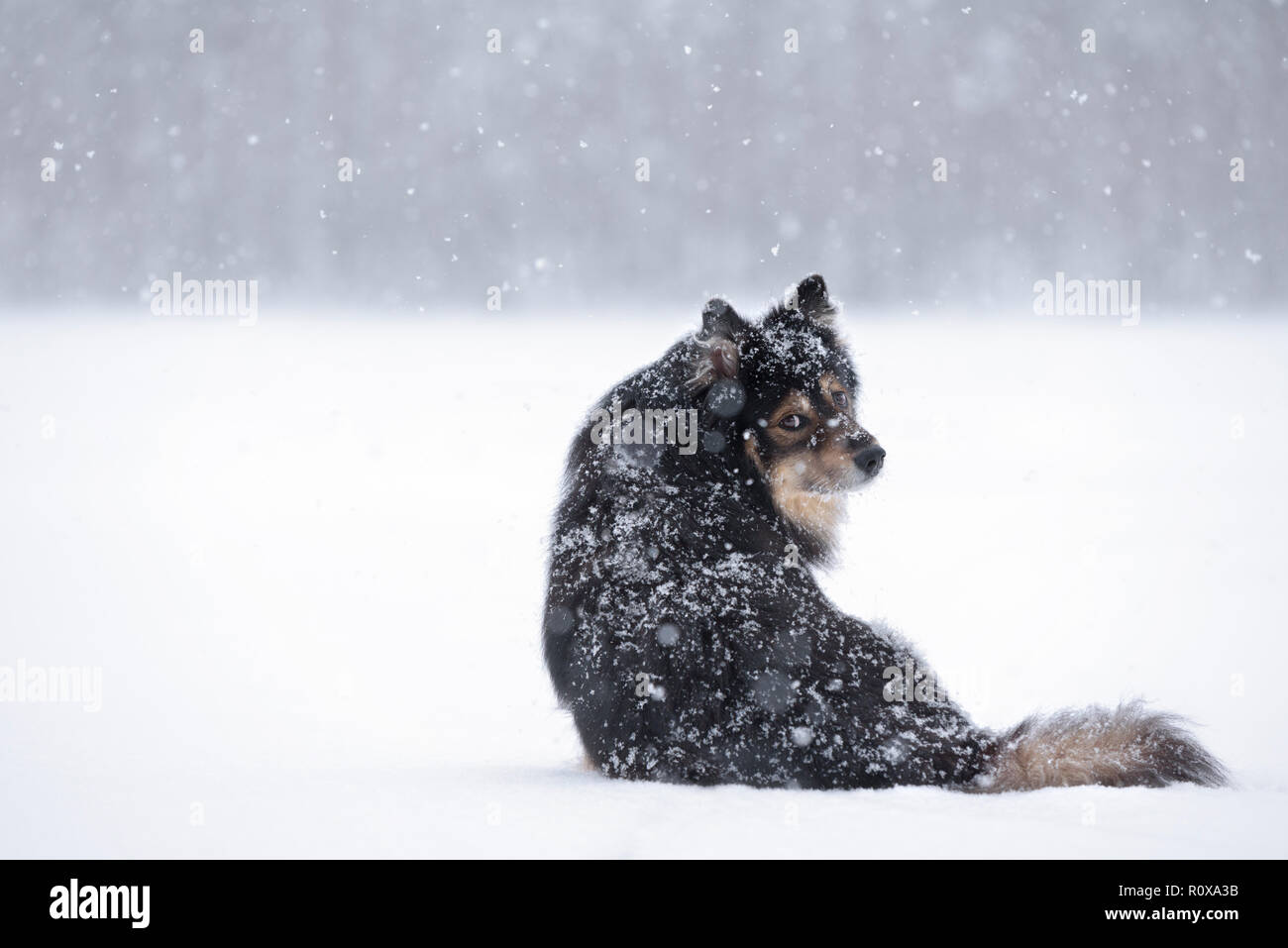 Lapphund finlandese nel paesaggio innevato. Foto Stock