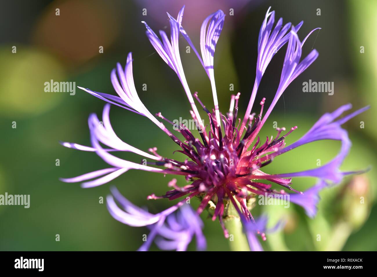 Fiordaliso (Centaurea Montana): una chiusura di un unico fiore Foto Stock