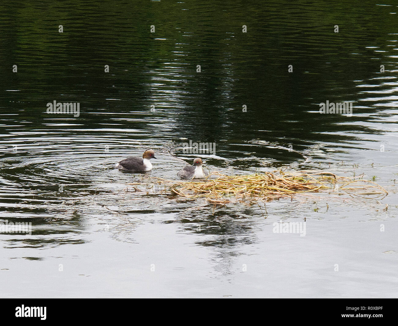 Svasso argenteo, Podiceps occipitalis, coppia di anatre selvatiche nel corteggiamento Foto Stock