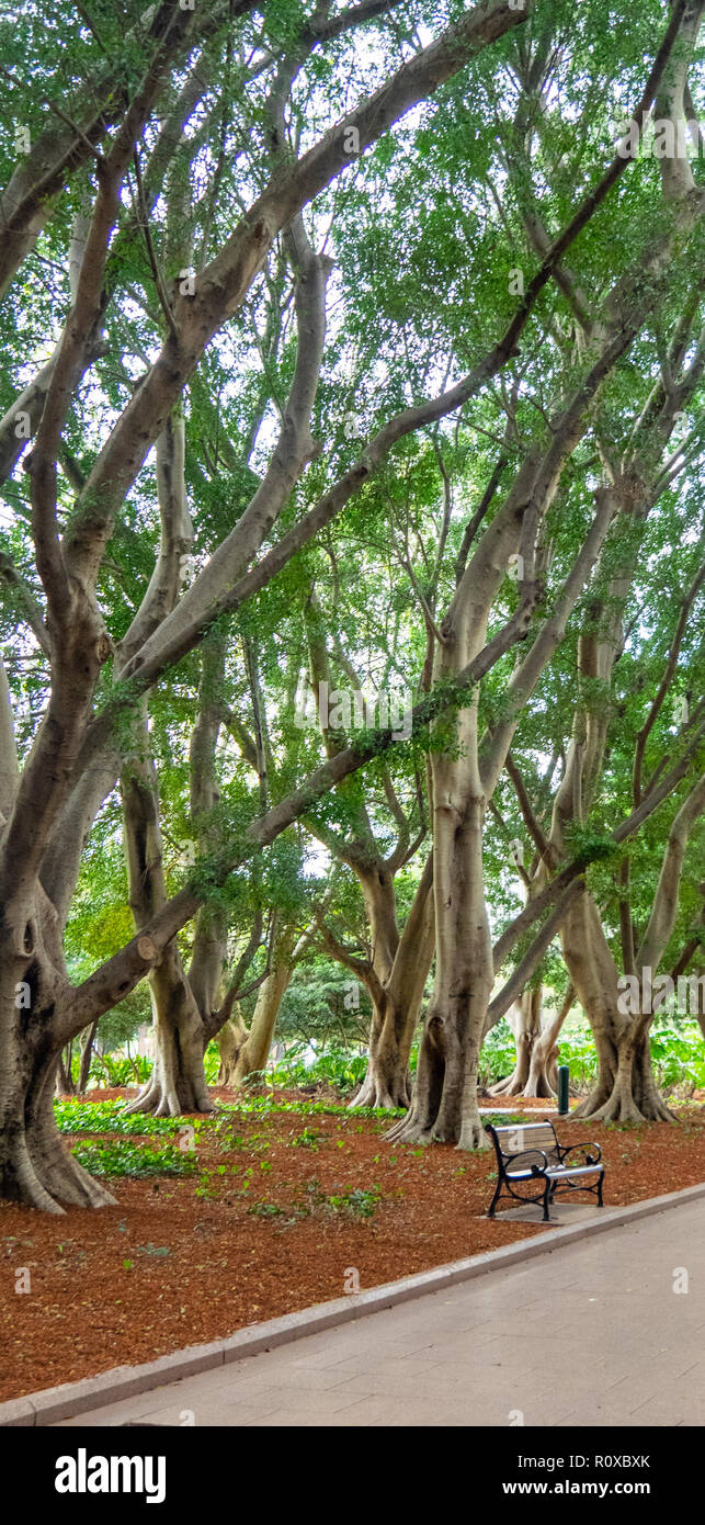 Una ghisa e panca in legno colline ficus alberi in viale centrale di Hyde Park Sydney NSW Australia. Foto Stock