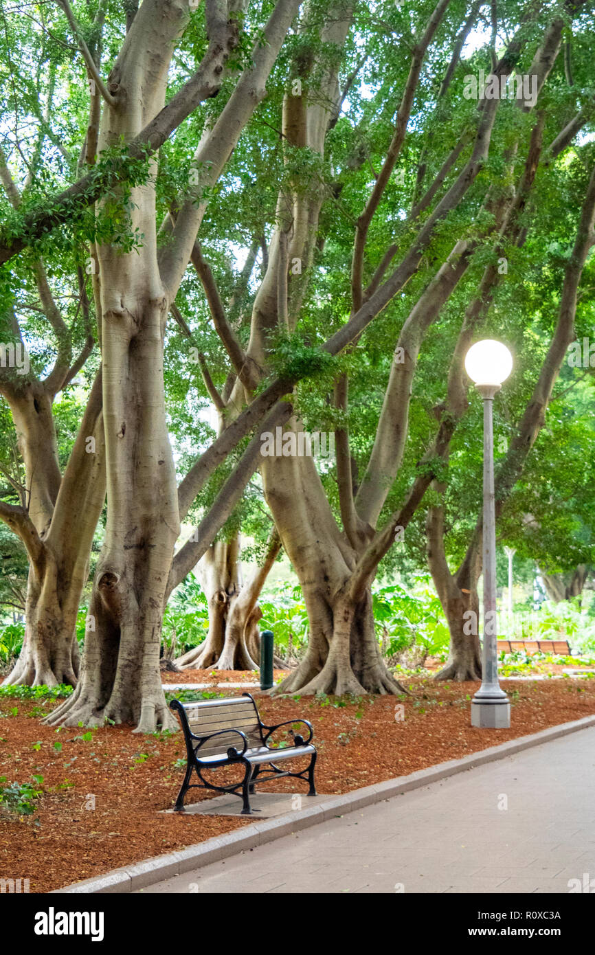 Una ghisa e panca in legno colline ficus alberi in viale centrale di Hyde Park Sydney NSW Australia. Foto Stock