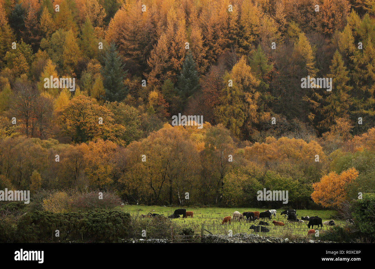 Il bestiame pascola in un campo sul bordo di Tollymore Forest park in Bryansford, Co. Verso il basso. Foto Stock