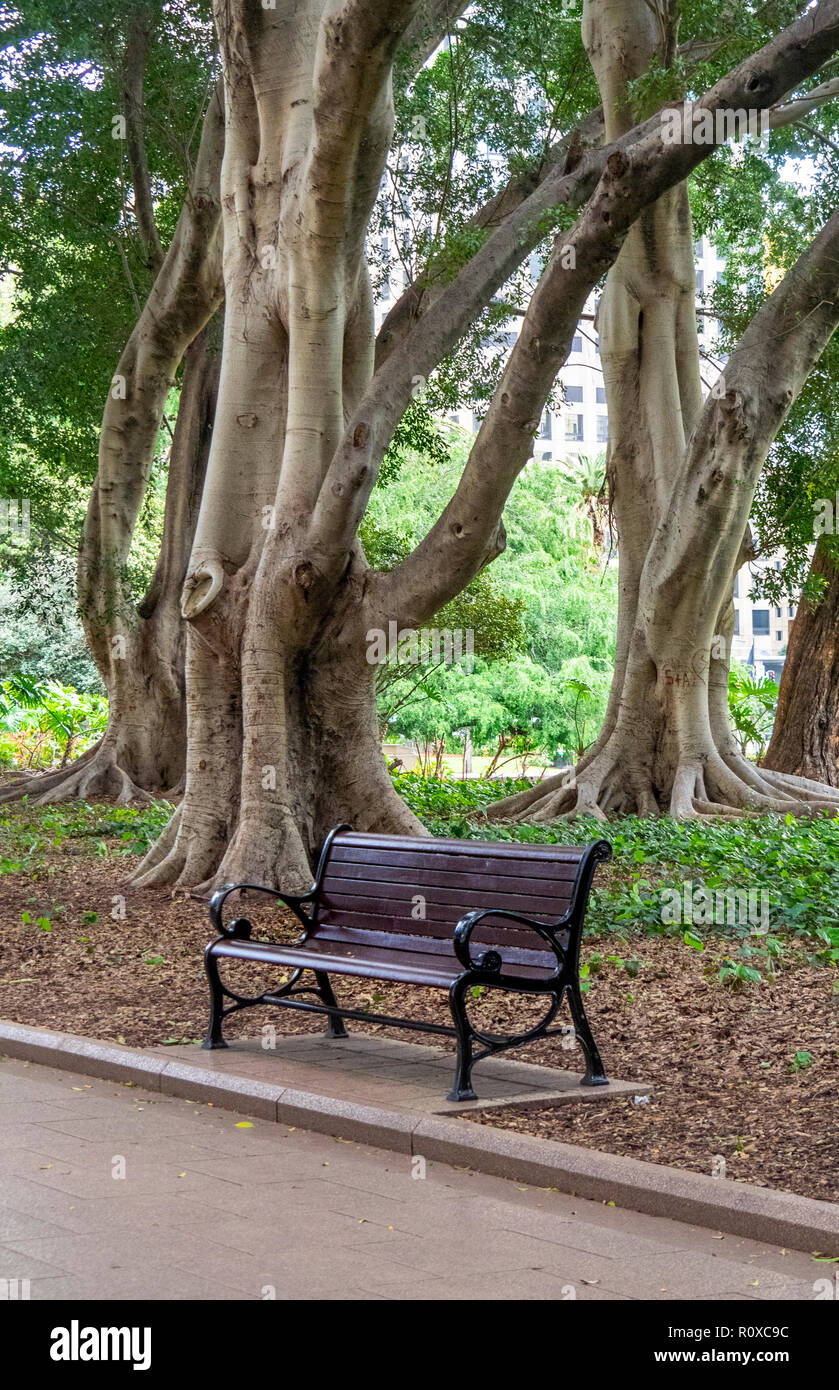 Una ghisa e panca in legno colline ficus alberi in viale centrale di Hyde Park Sydney NSW Australia. Foto Stock