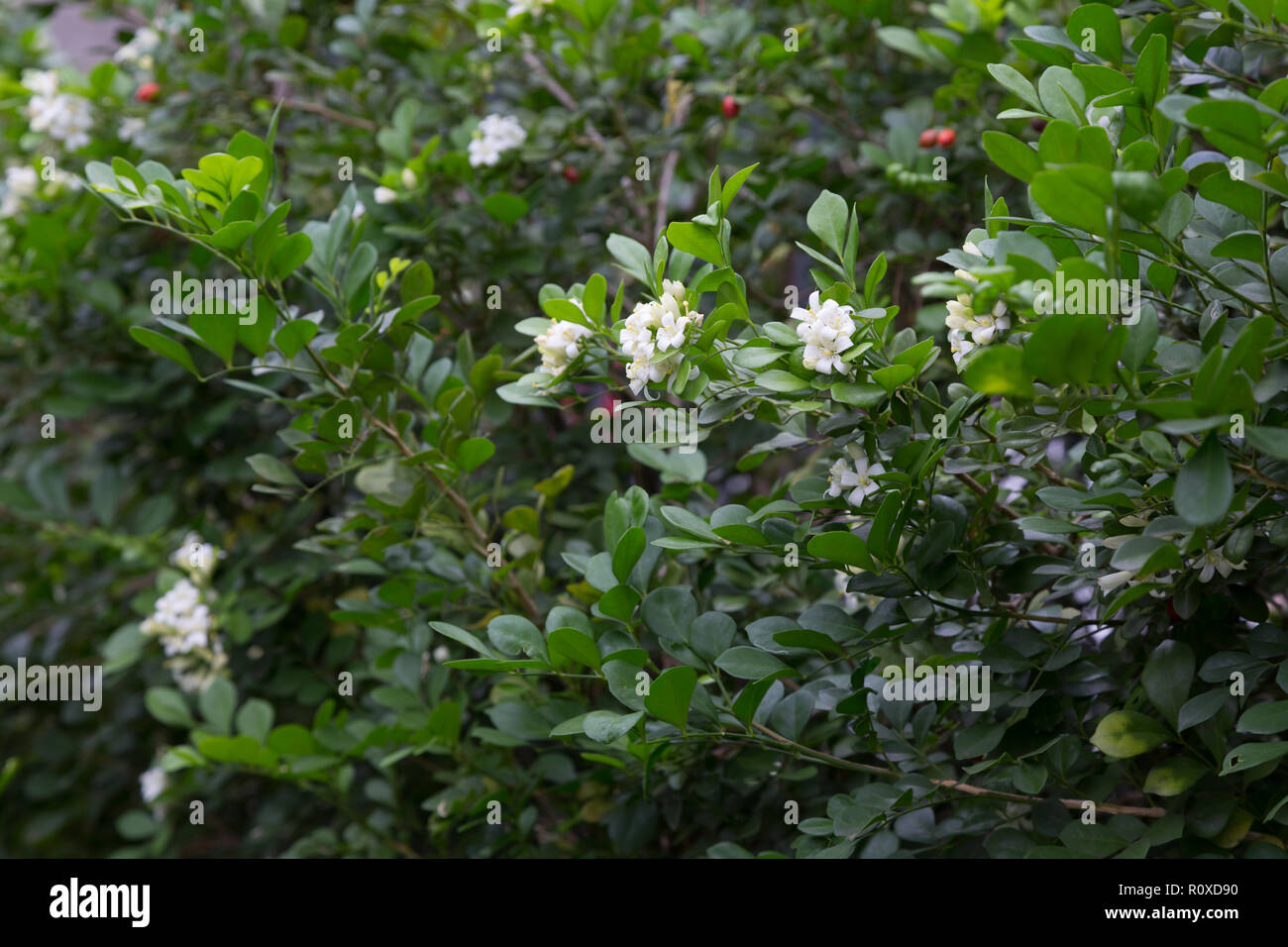 Gelsomino d'arancia (Murraya paniculata) piccoli fiori bianchi profumati, siepe, recinzione vivente in giardino, Asuncion, Paraguay Foto Stock