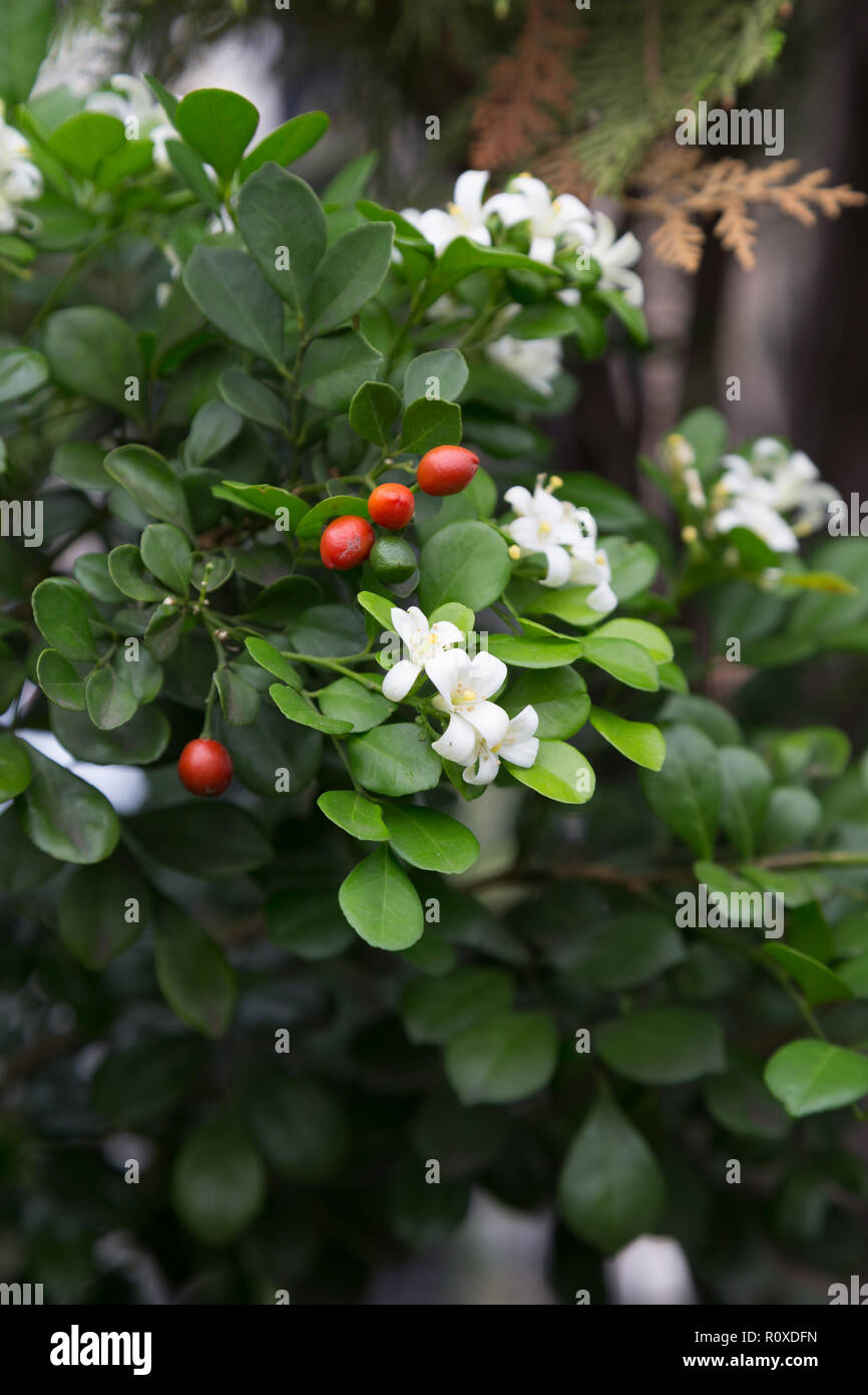 Gelsomino d'arancia (Murraya paniculata) fiori e frutti piccoli, bianchi e profumati, siepe, recinzione vivente in giardino, Asuncion, Paraguay Foto Stock