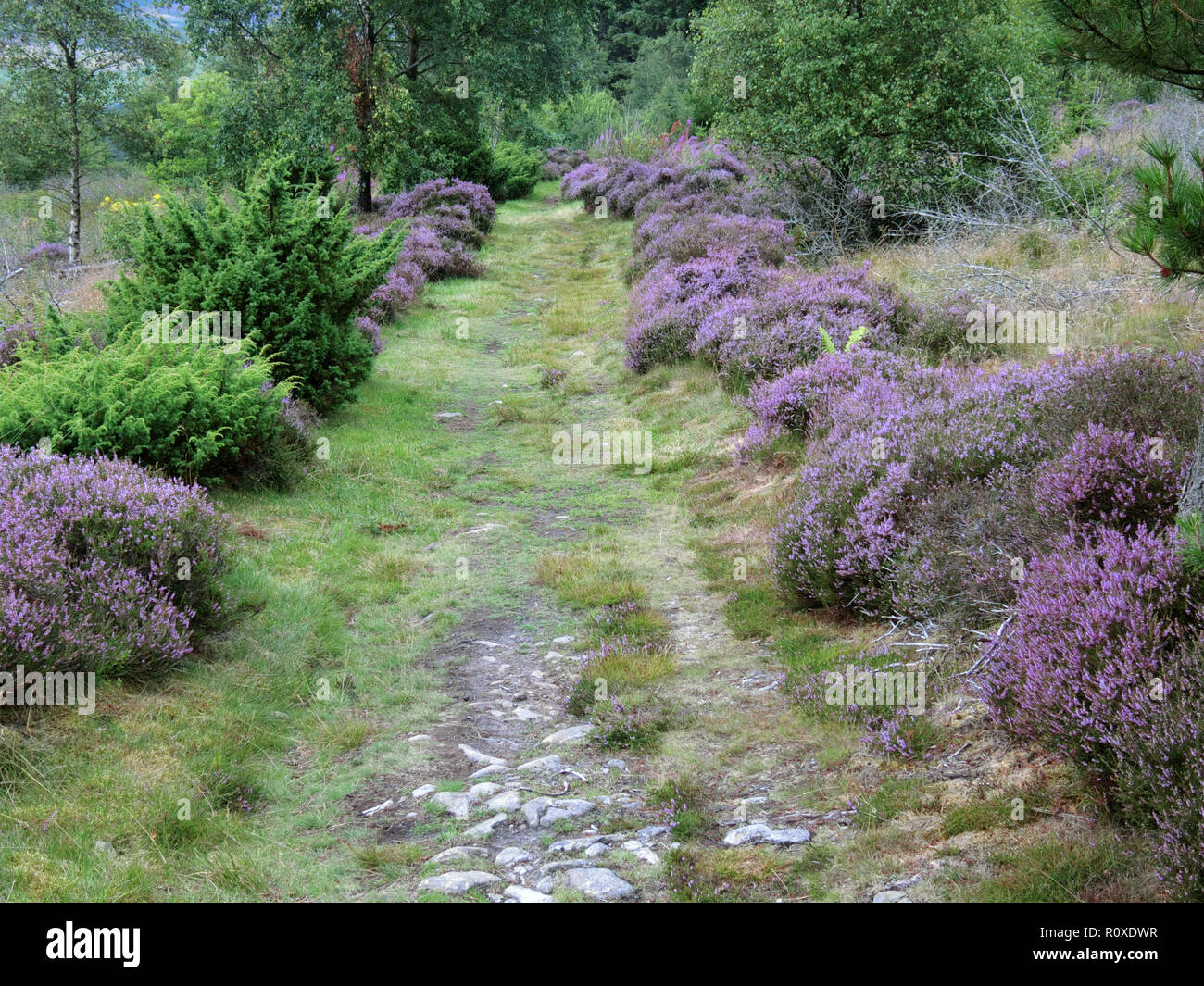 Attraversare le frontiere ha guidato su strada ( parte del Southern Upland Way ), Minch Moor, frontiere, Scozia, Regno Unito nel mese di agosto Foto Stock