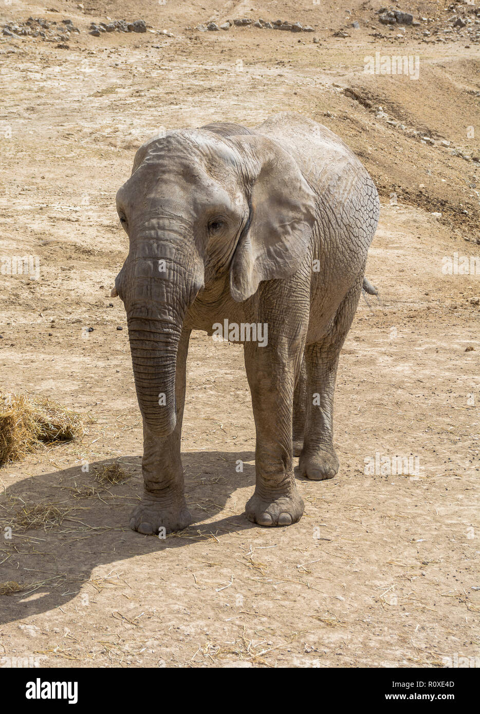 Elefante africano a camminare su una pianura a secco. La scena della fauna selvatica in natura habitat. Safari Aitana, Penaguila, Spagna Foto Stock