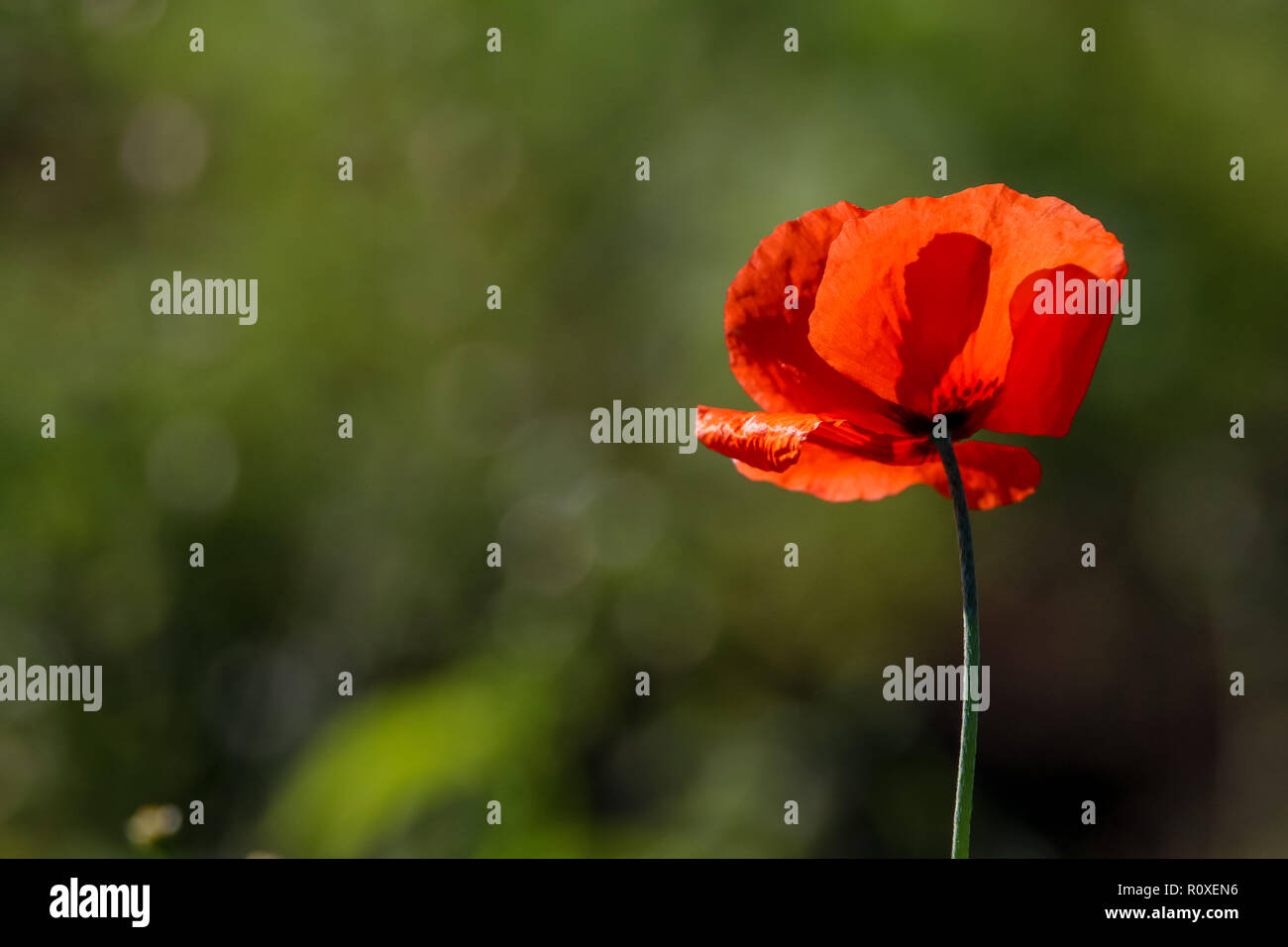 Vista dall'alto di un papavero rosso fiore su sfondo di prato verde. Foto Stock