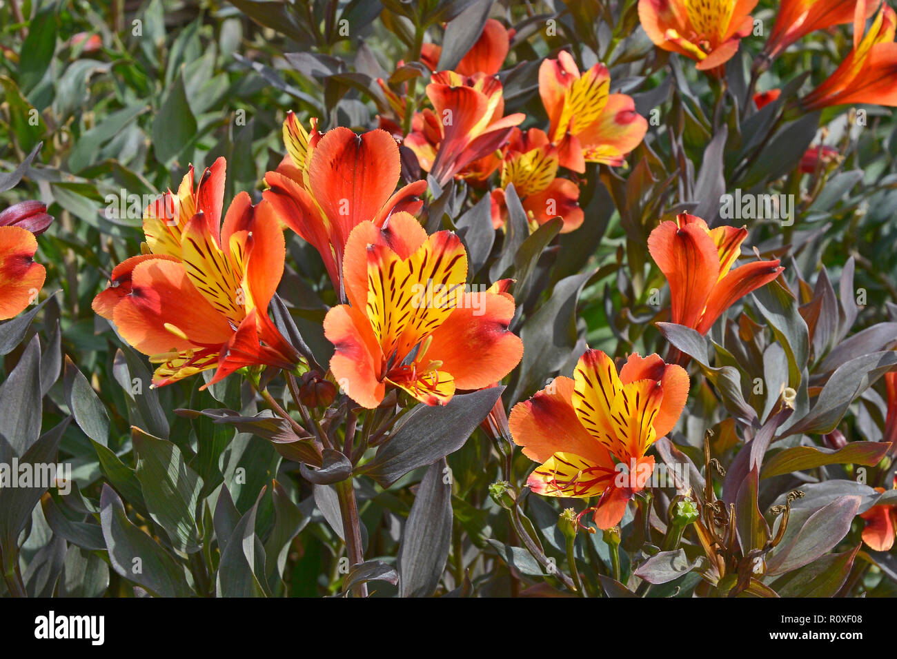 Fiori colorati in frontiera con un close up Alstromeria 'estate indiana' Foto Stock