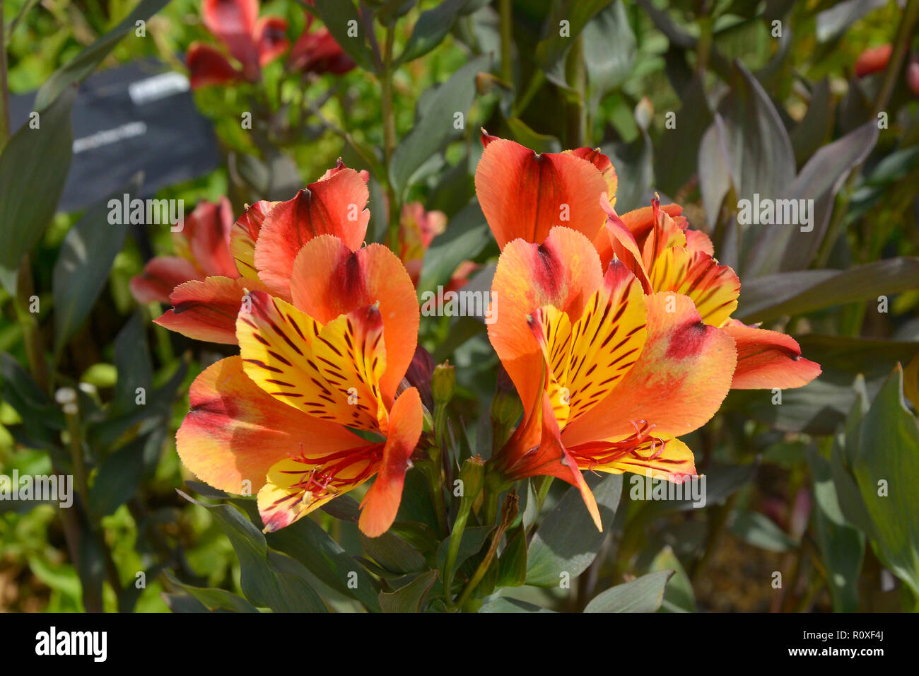 Fiori colorati in frontiera con un close up Alstromeria 'estate indiana' Foto Stock