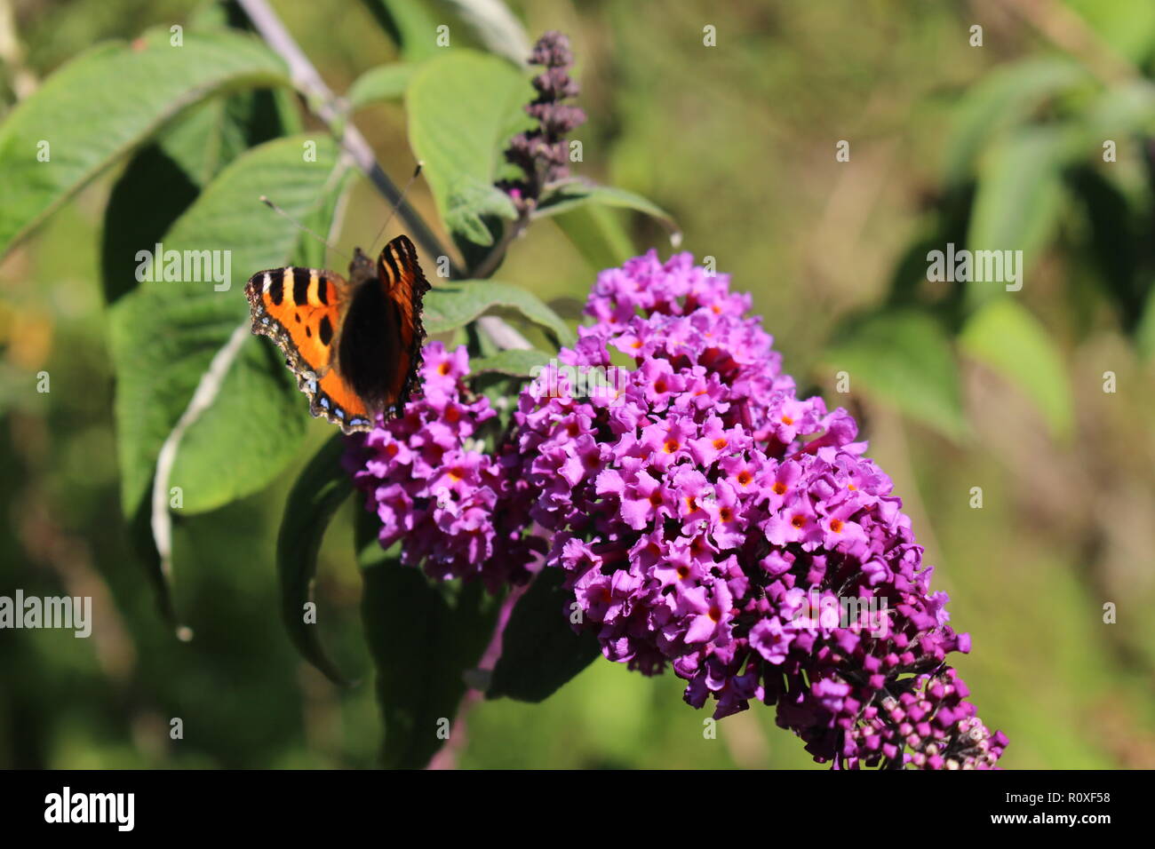 Una farfalla arancione su un viola lilla. Foto Stock