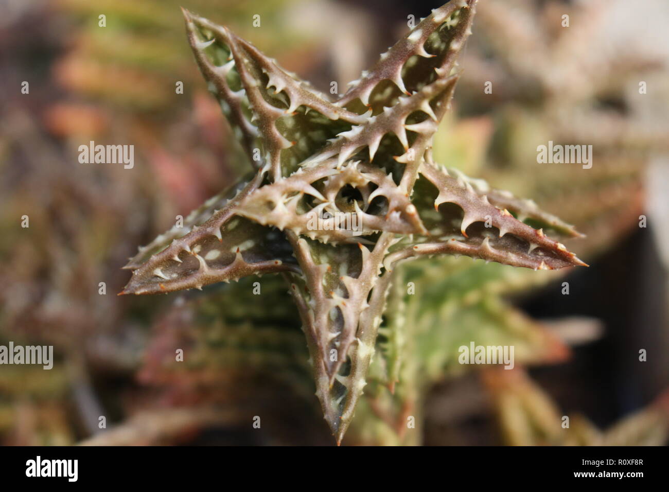 A forma di stella succulenta, chiamato dente tigre. Foto Stock