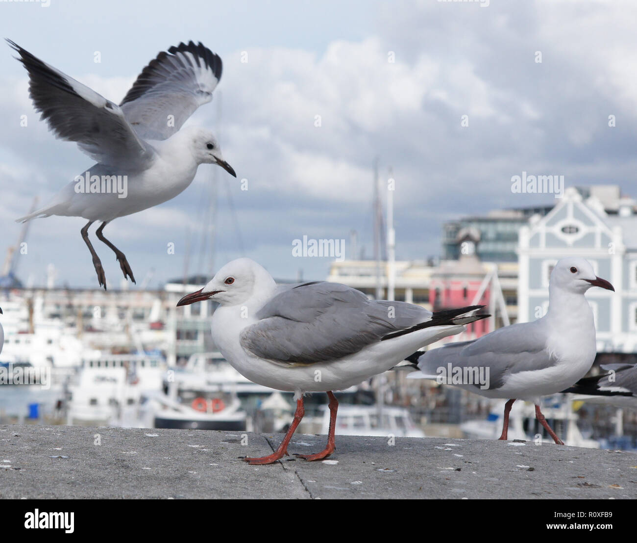 Hartlaub il gabbiano Foto Stock