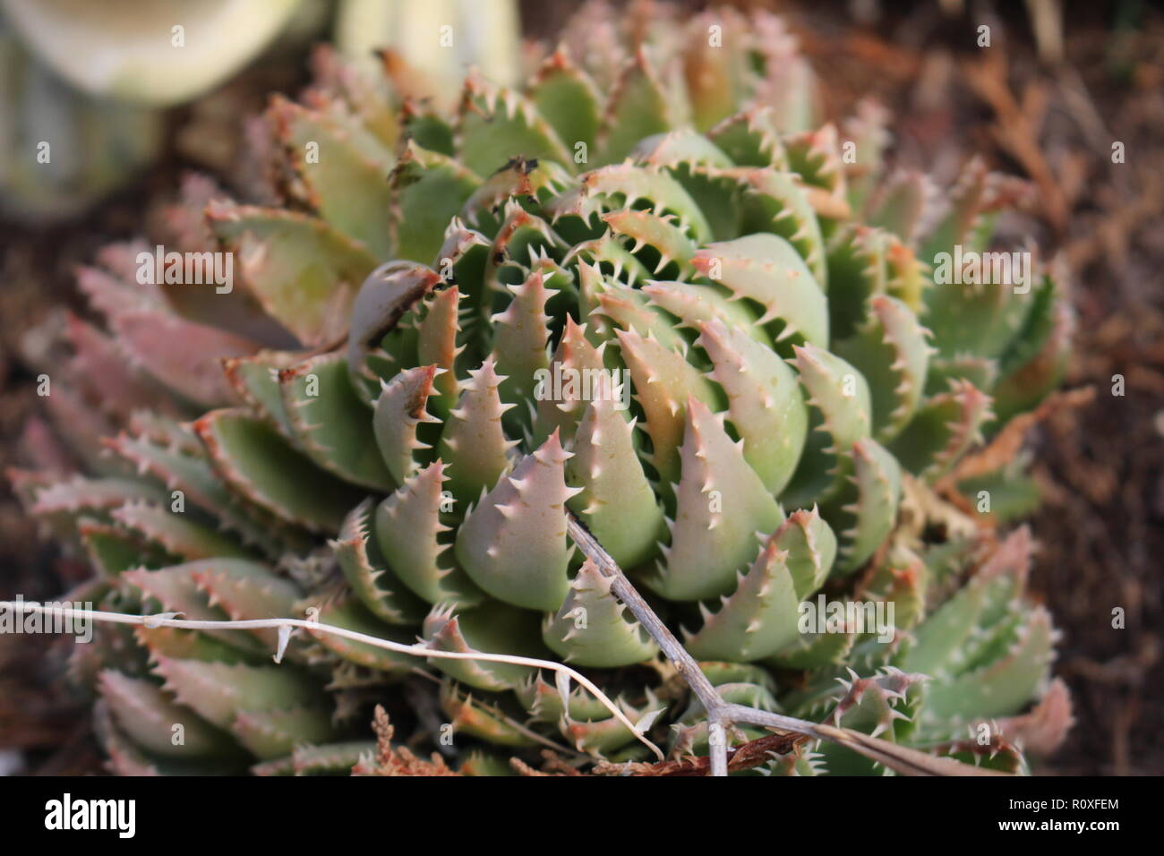 Ripresa macro di un succulento pungenti Foto Stock