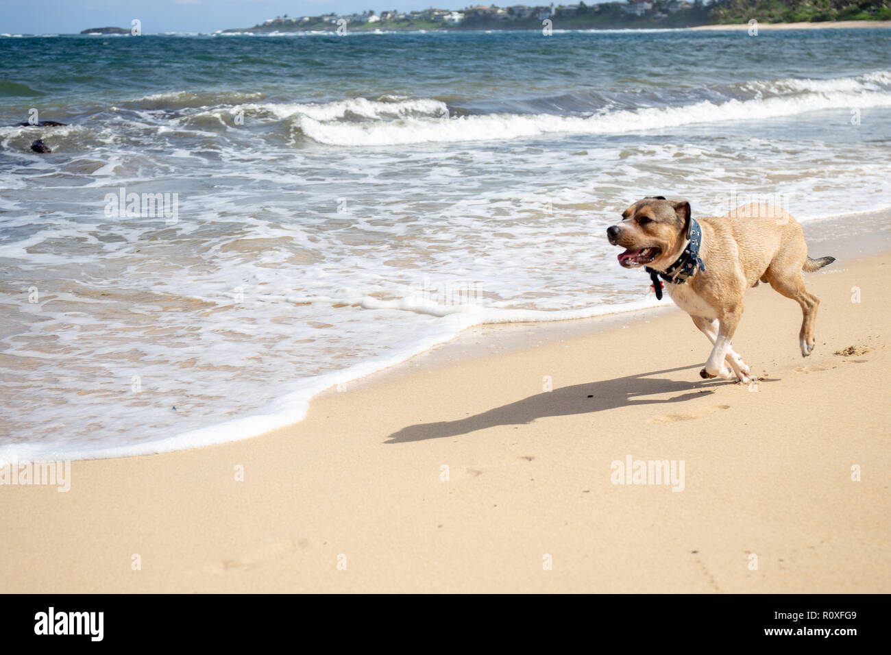 Cane che corre sulla spiaggia Foto Stock