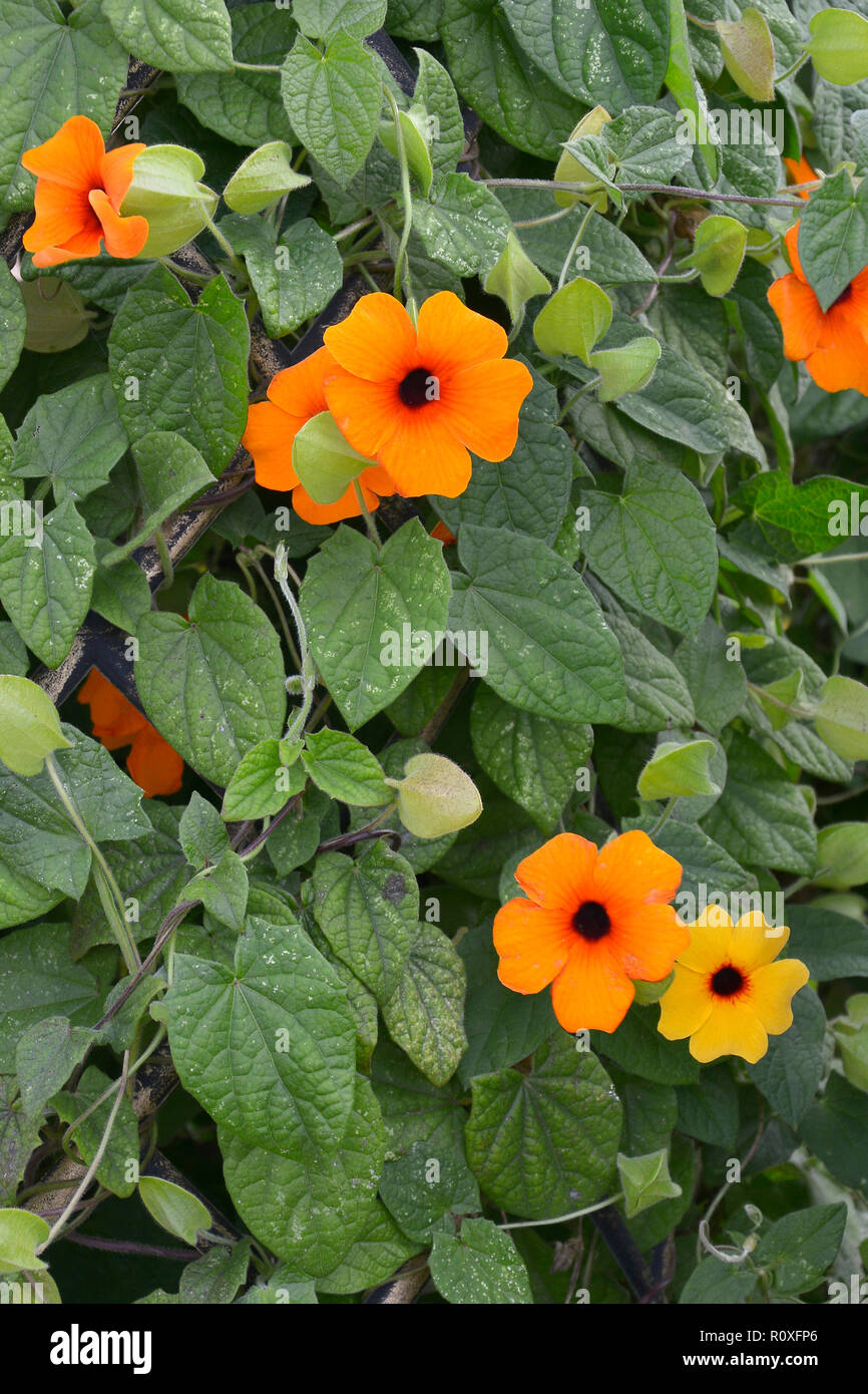 Close up di vite rampicante fioritura Thunbergia alta 'Sunny Sussy rosso arancio' Foto Stock