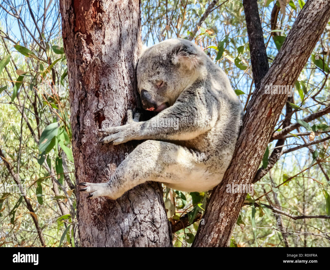 Un australiano wild Koala bear dormire in eucalipto o gomma albero.  Magnetic Island, in Australia Foto stock - Alamy