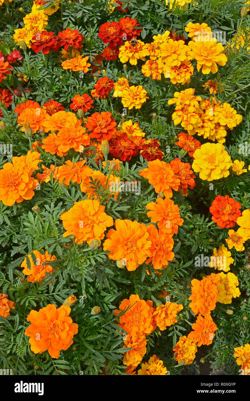 Fiori colorati in frontiera con un display di francese Le calendule, Calendula 'Durango migliorata' in colori assortiti Foto Stock