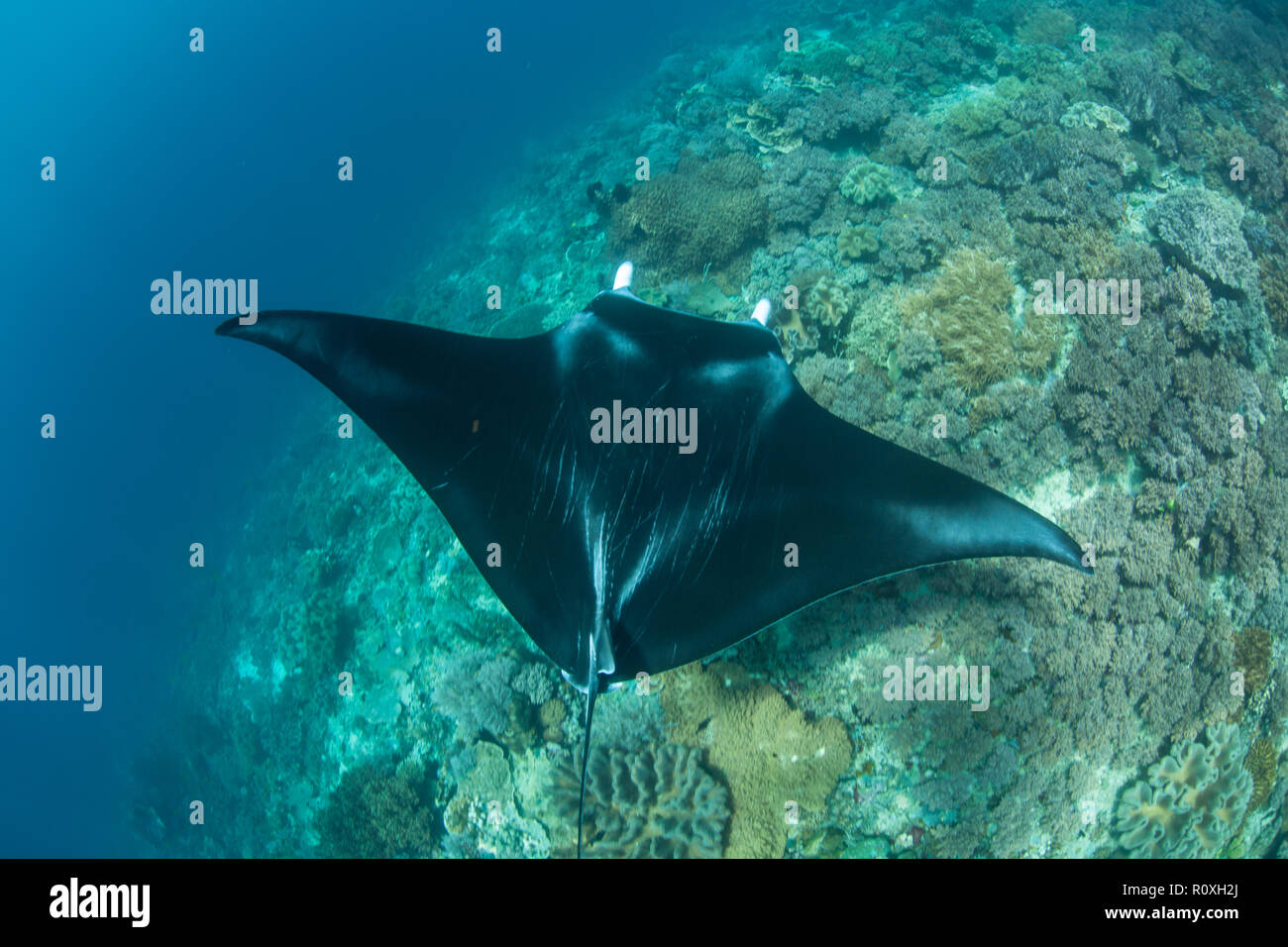 Una Manta ray, Manta alfredi, nuota su una scogliera di Raja Ampat, Indonesia. Questa remota regione tropicale è conosciuta come il cuore del triangolo di corallo. Foto Stock