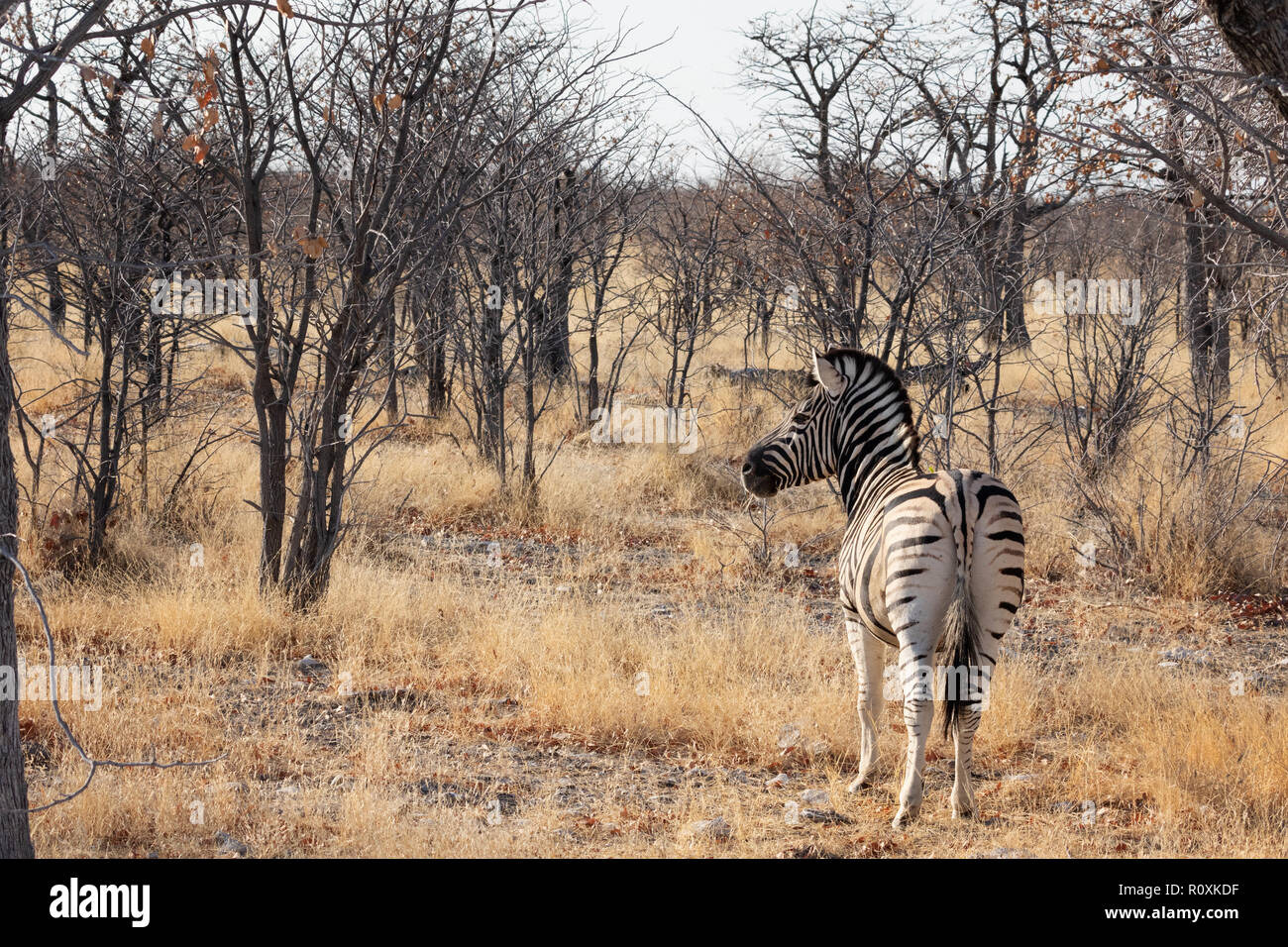 Zebra Etosha National Park - Un adulto pianure Zebra, ( Equus quagga ), Etosha, Namibia Africa Foto Stock