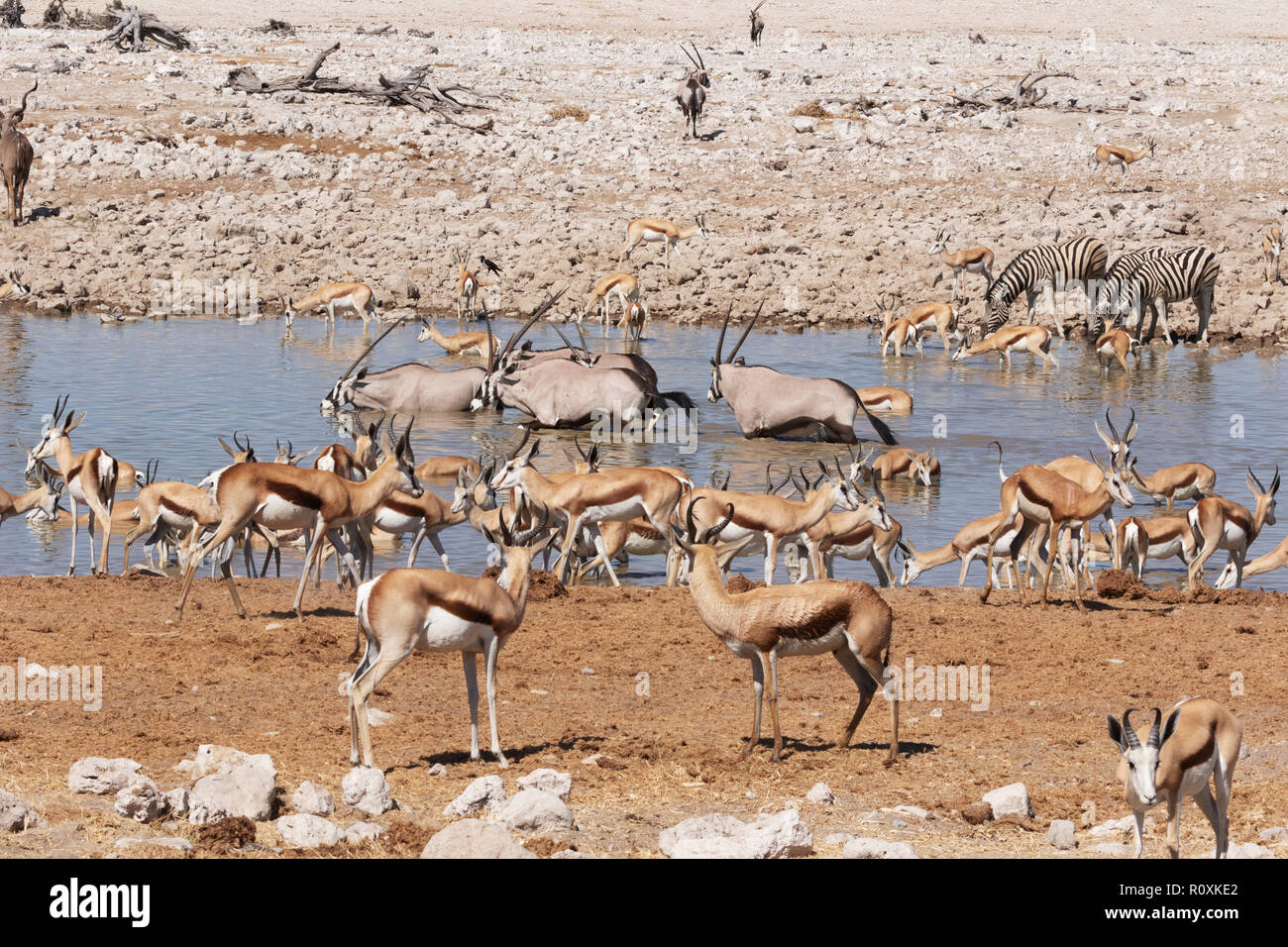 La Namibia animali selvatici - una varietà di fauna africana intorno a un waterhole, Okaukuejo camp, il Parco Nazionale di Etosha, Namibia Africa Foto Stock