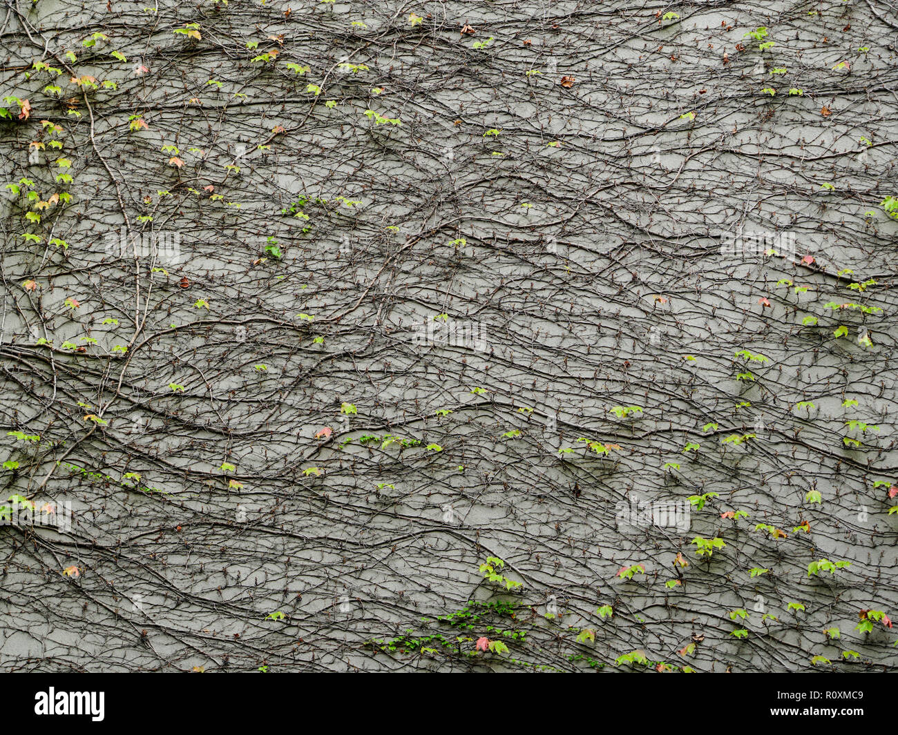 Sullo sfondo di un vitigno di uva selvatica che è cresciuto oltre il grigio di un muro intonacato. Foto Stock