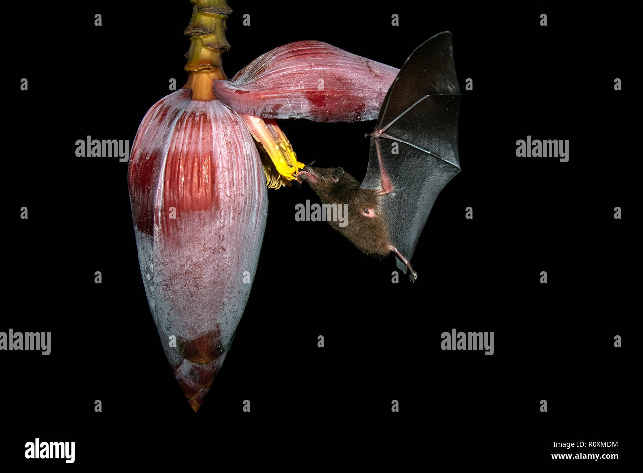 Nectar-Feeding alimentazione Bat sulla Banana Flower - La Laguna del Lagarto Lodge - Boca Tapada, San Carlos Costa Rica Foto Stock