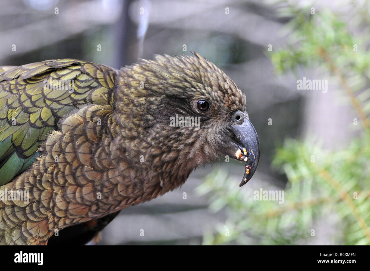 Intorno alla Nuova Zelanda - Kea Foto Stock