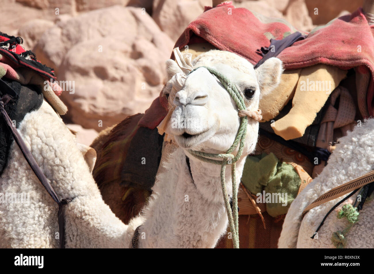Ritratto di carino cammello bianco nel Wadi Rum desert, Giordania Foto Stock