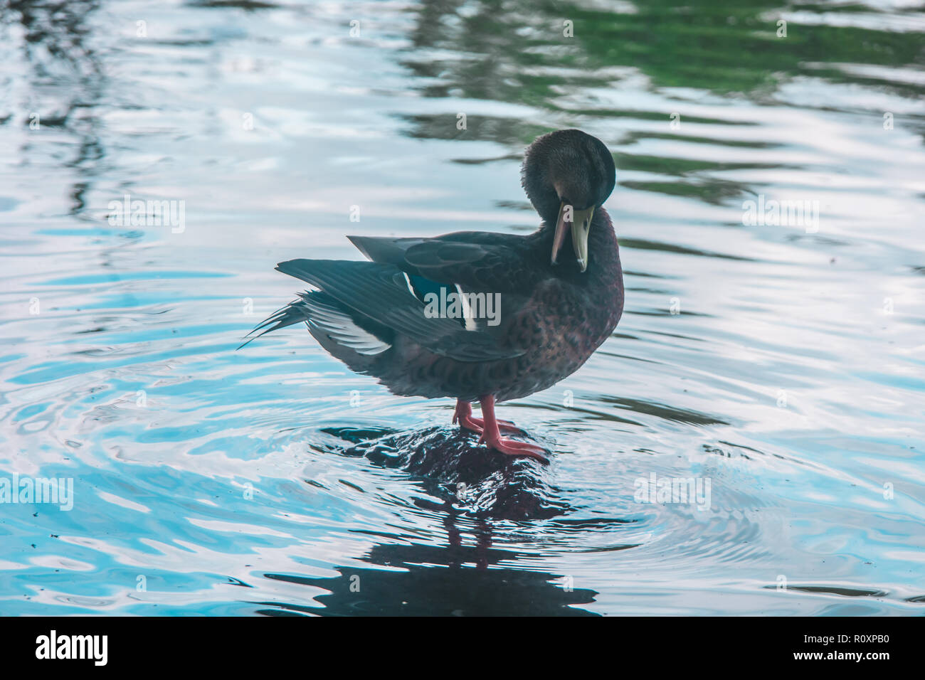 Un anatra selvatica è il lavaggio in un piccolo stagno di acqua. Foto Stock