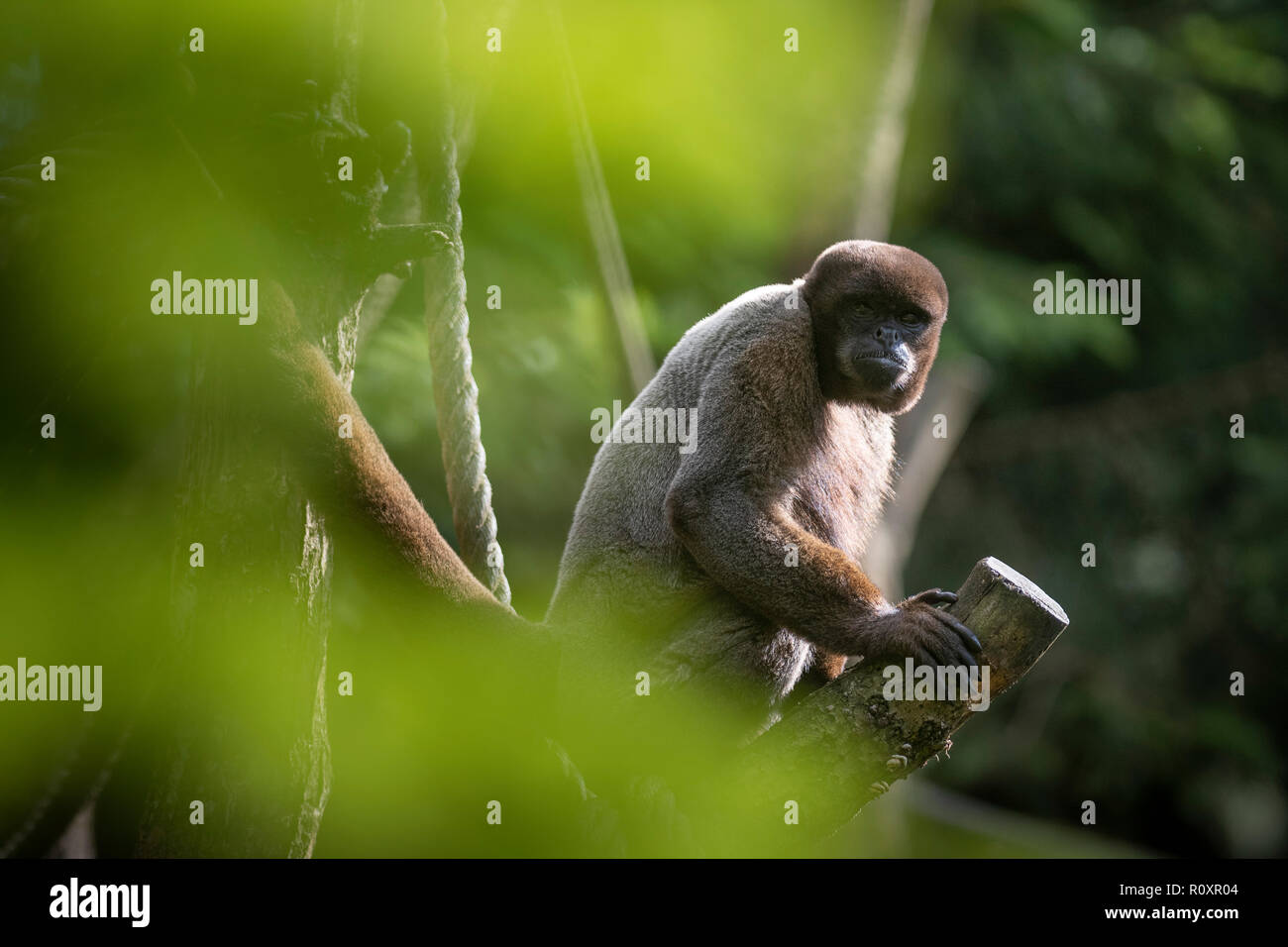 Comune lanosi scimmia (Lagothrix lagotricha), prigionieri in un open air enclosure. Foto Stock