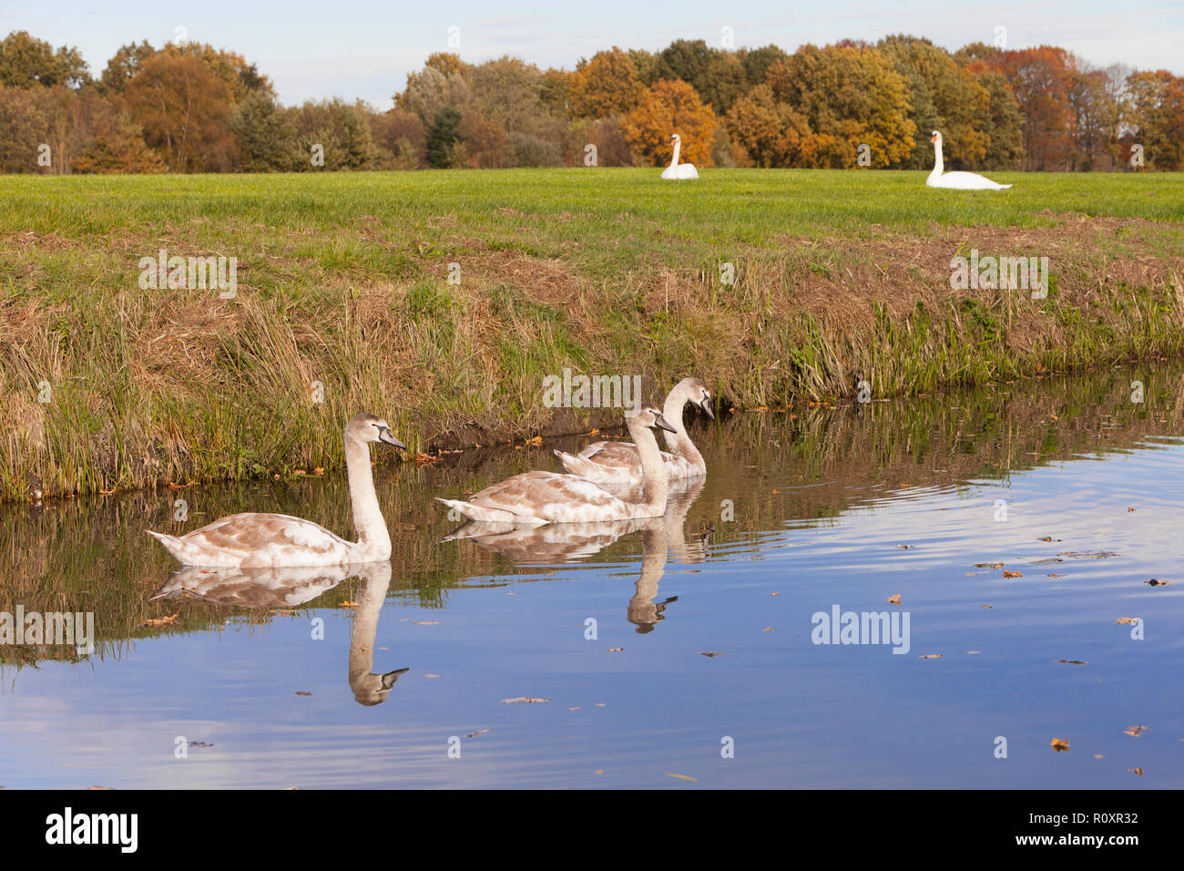 Cigni bianchi nel verde prato erboso vicino alla foresta di autunno in Olanda e in quelli giovani in canal Foto Stock