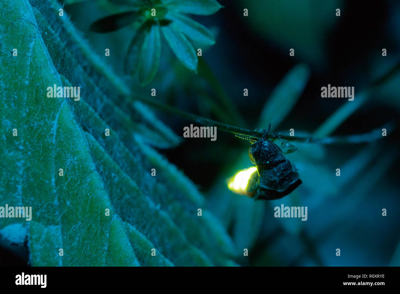 Glow Worm femmina (Lampyris noctiluca) visualizzazione di notte. Surrey, Regno Unito. Foto Stock