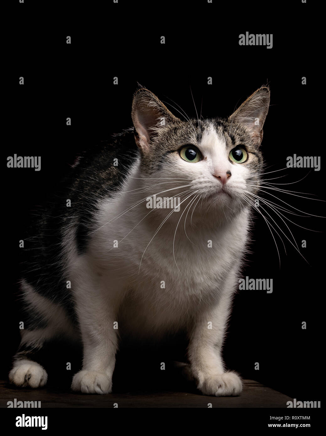 Bella tabby cat guardando in alto, studio shot, sfondo nero, ritratto isolato Foto Stock