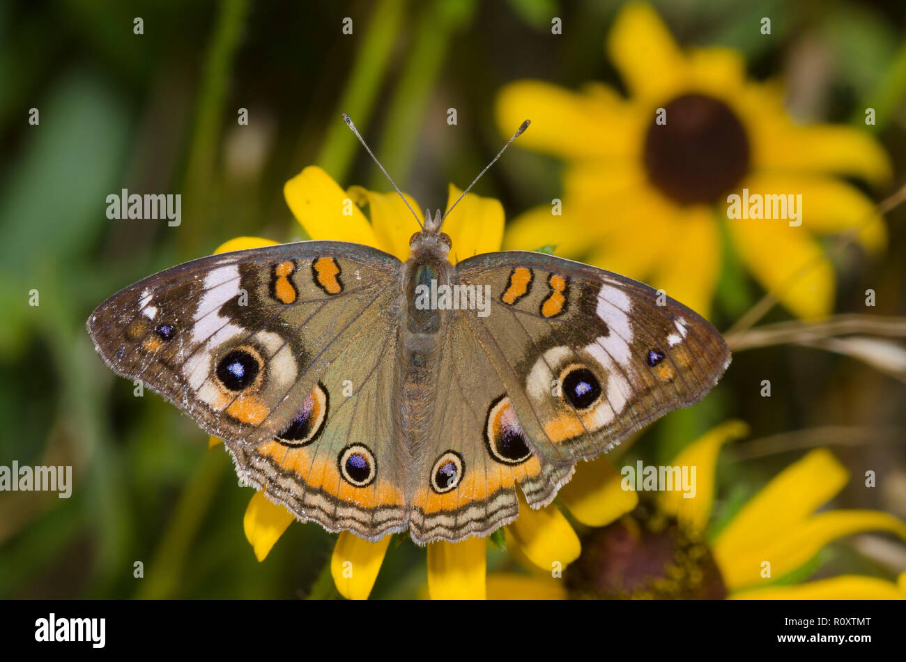 Comune di Buckeye, Junonia coenia, su black-eyed Susan, Rudbeckia hirta Foto Stock