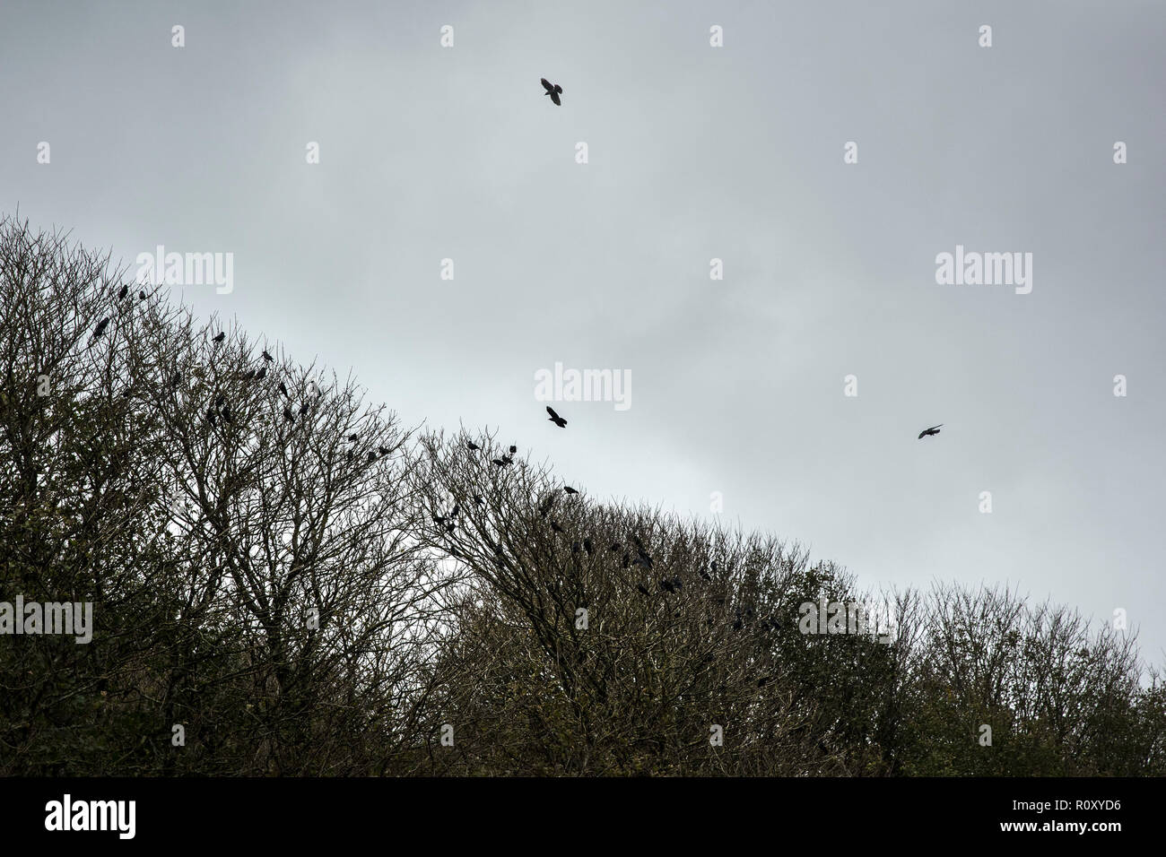 I corvi sono ' appollaiati in alberi di sera. Foto Stock