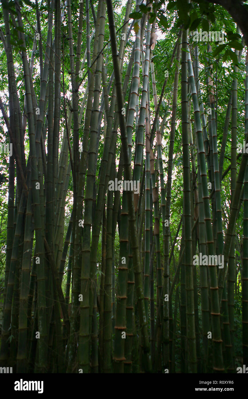 Stand di bambù piantati dopo la fine della guerra americana: Củ Chi, Thành phố Hồ Chí Minh, Viet Nam Foto Stock
