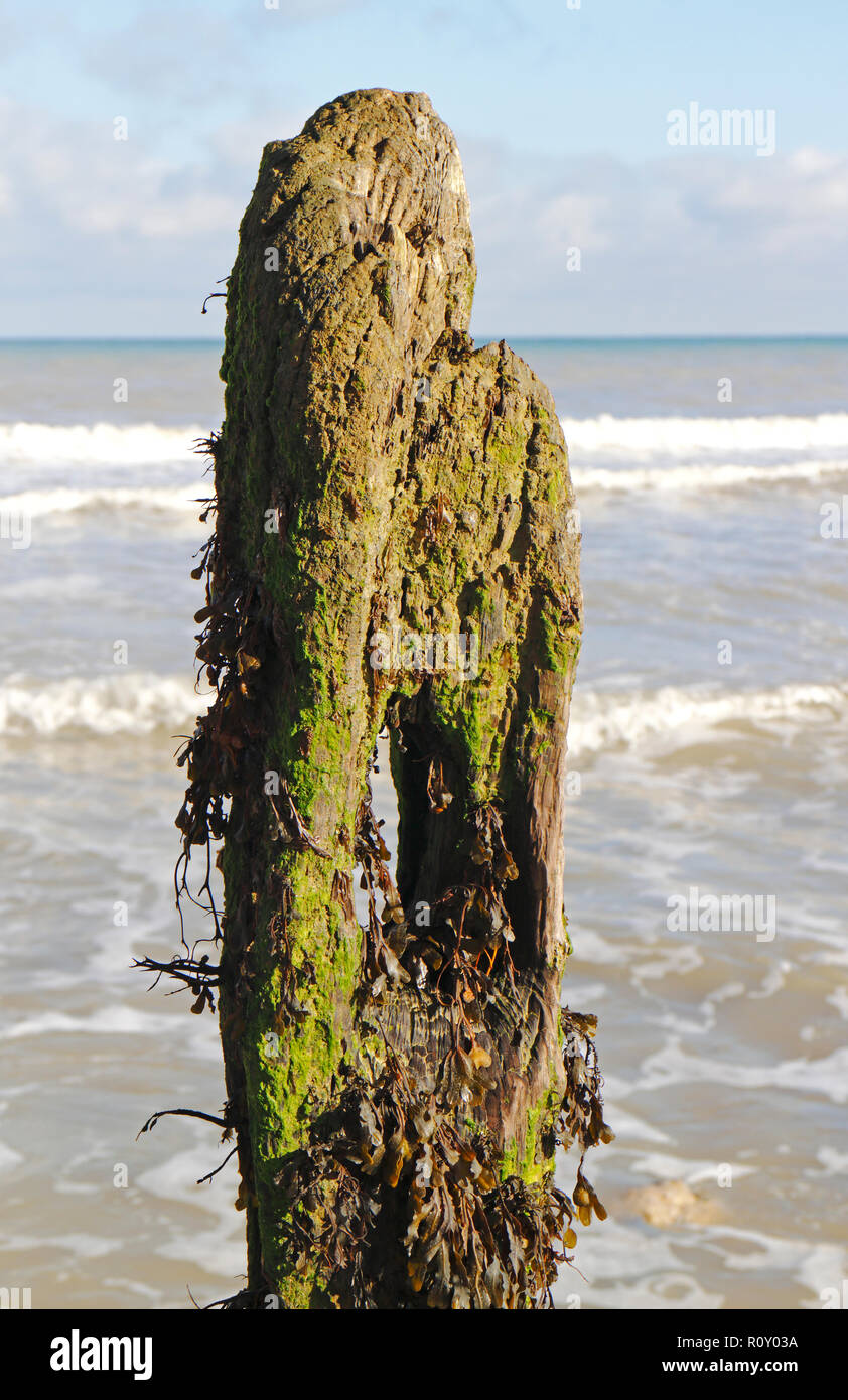 La parte superiore di un vecchio eroso frangionde post su un North Norfolk spiaggia a Overstrand, Norfolk, Inghilterra, Regno Unito, Europa. Foto Stock