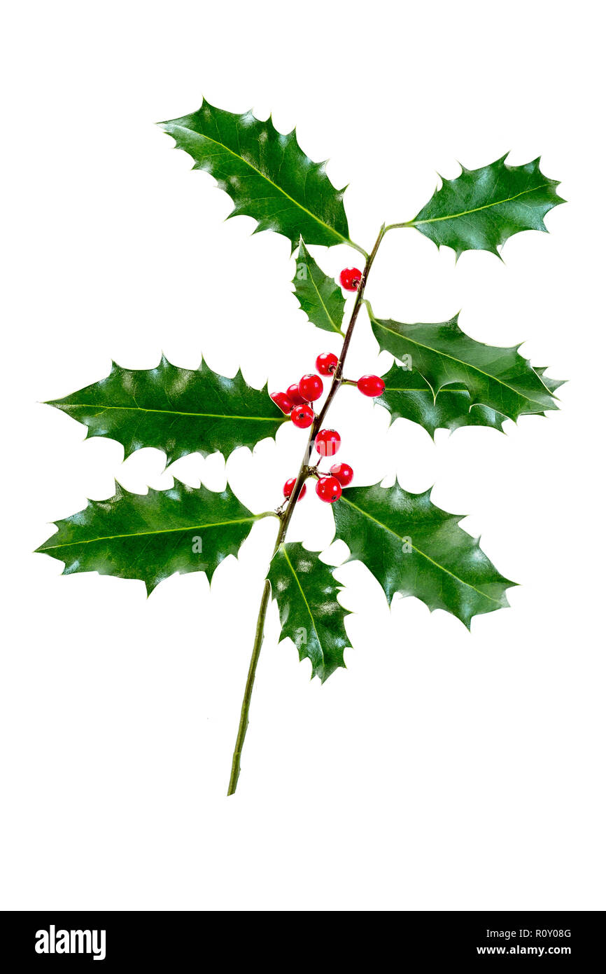 Natale agrifoglio con bacche rosse. Festa tradizionale decor. Holly succursale con bacche di colore rosso su sfondo bianco Foto Stock